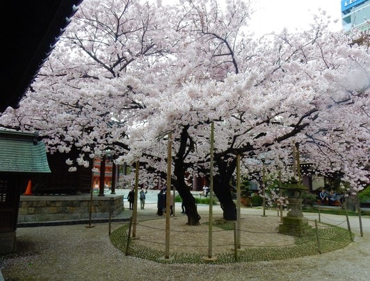 Sakura_Tochoji_Fukuoka